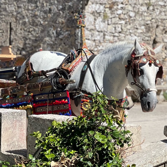 Meet your Posher, Mia - Picture 2 of 2